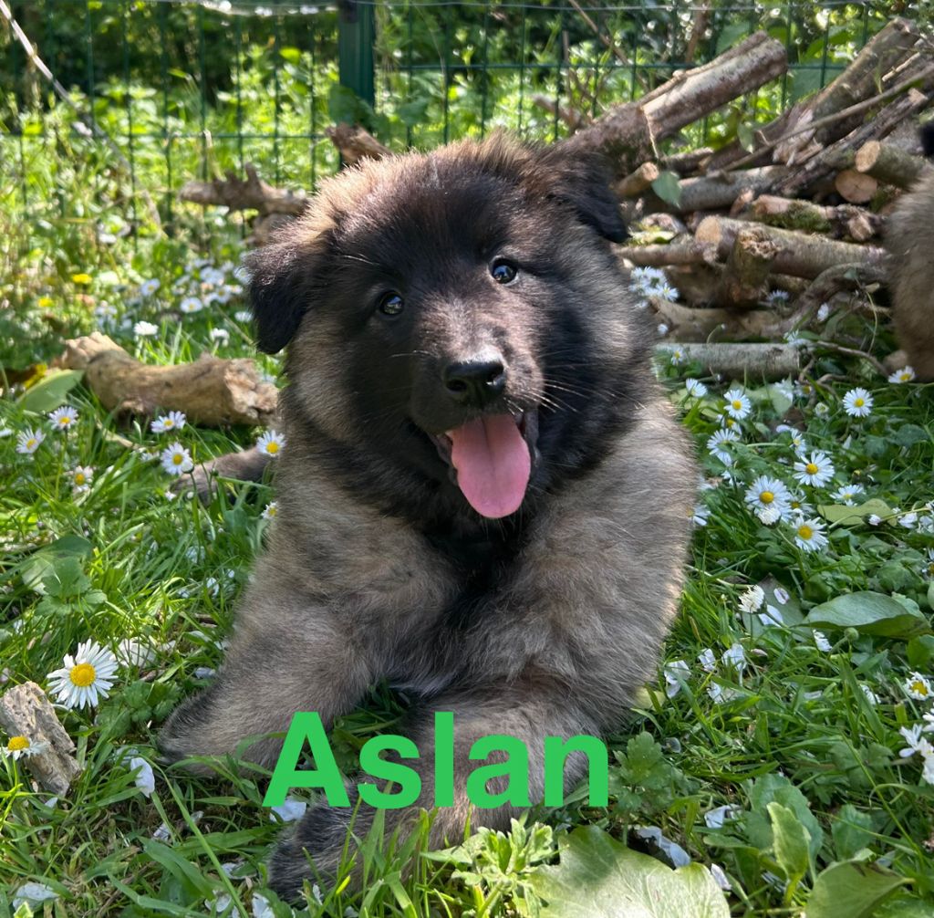 du Val de Pyrène - Chiots disponibles - Berger Belge