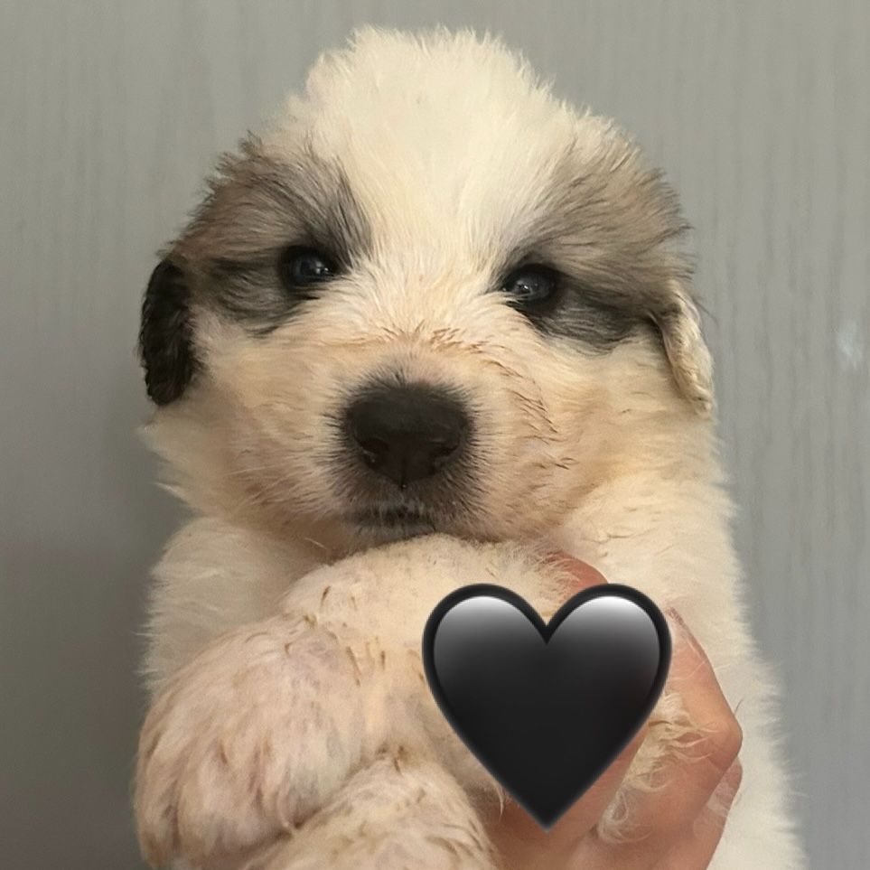 du Val de Pyrène - Chiots disponibles - Chien de Montagne des Pyrenees