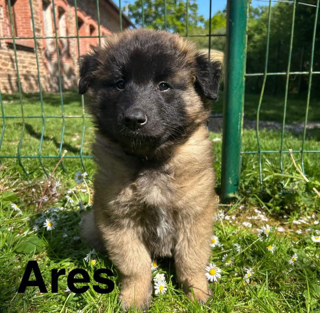 du Val de Pyrène - Chiots disponibles - Berger Belge
