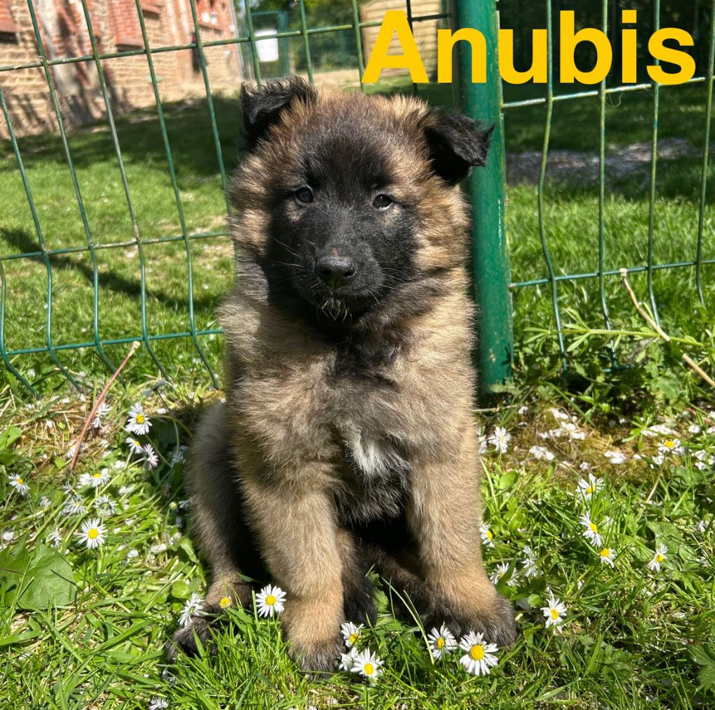 du Val de Pyrène - Chiots disponibles - Berger Belge