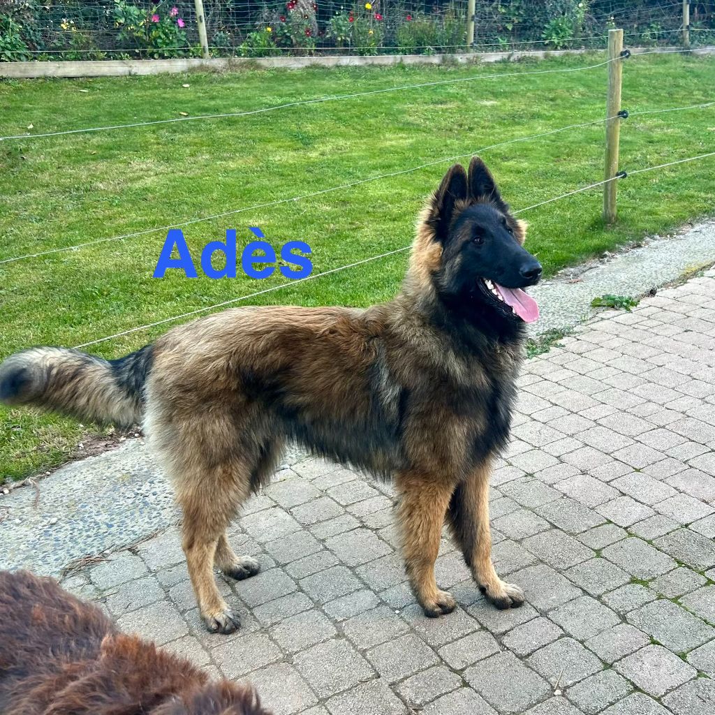 du Val de Pyrène - Chiots disponibles - Berger Belge