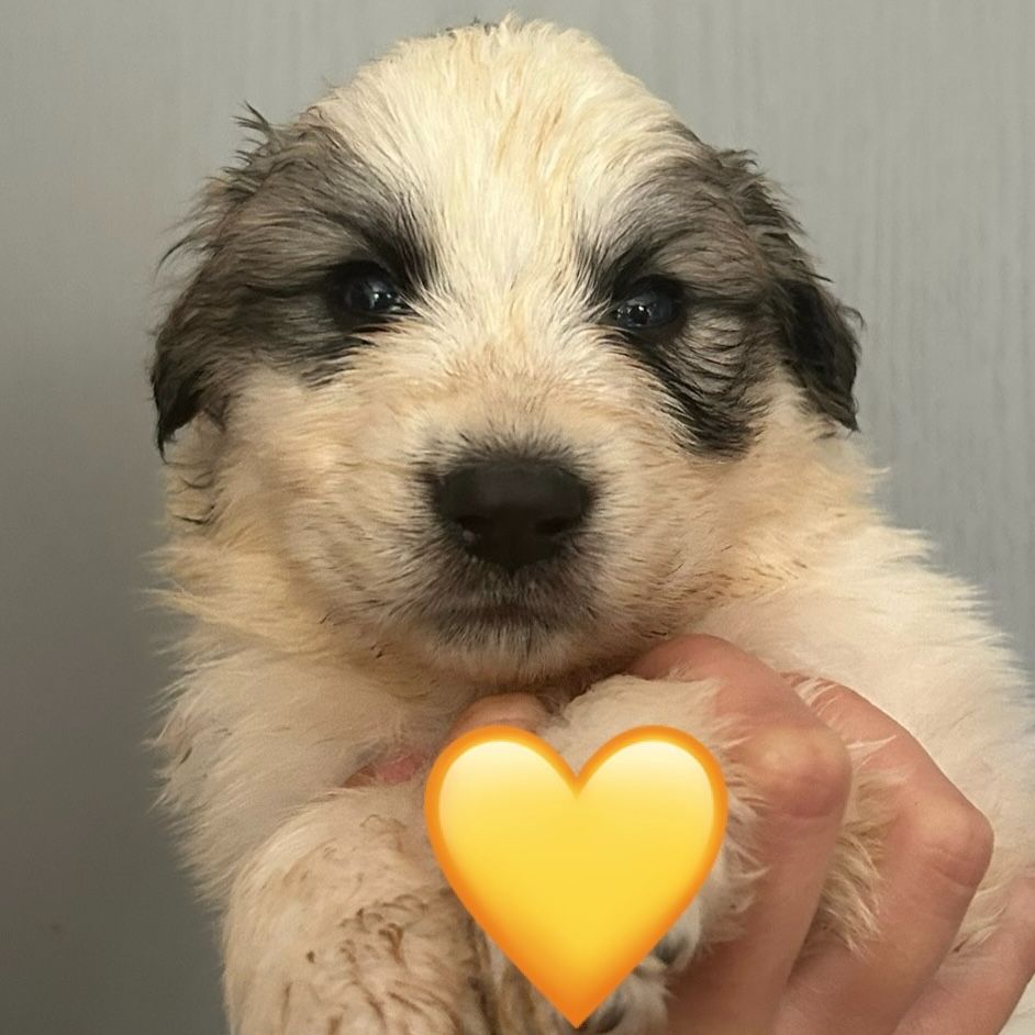 du Val de Pyrène - Chiots disponibles - Chien de Montagne des Pyrenees