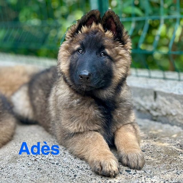 du Val de Pyrène - Chiots disponibles - Berger Belge