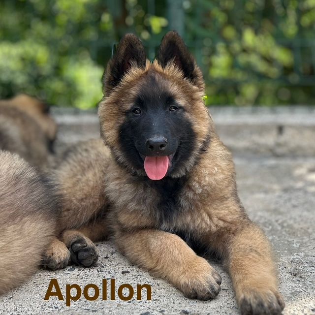 du Val de Pyrène - Chiots disponibles - Berger Belge