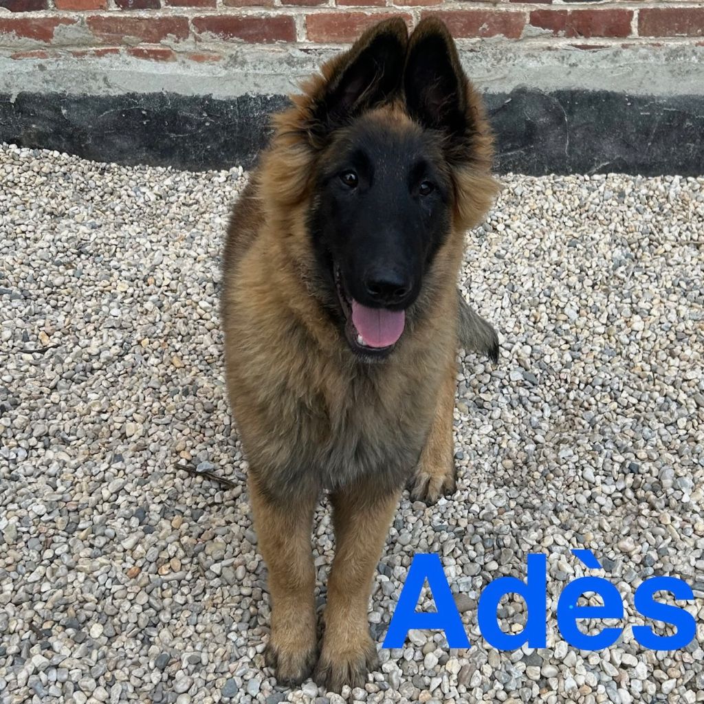 du Val de Pyrène - Chiots disponibles - Berger Belge