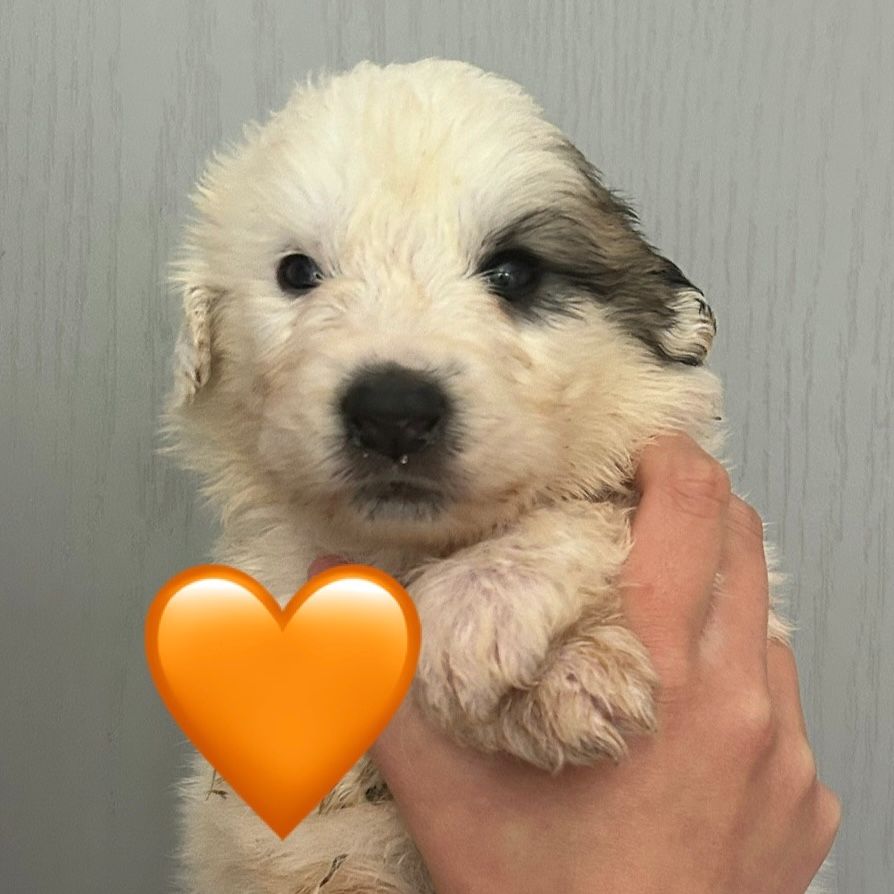 du Val de Pyrène - Chiots disponibles - Chien de Montagne des Pyrenees