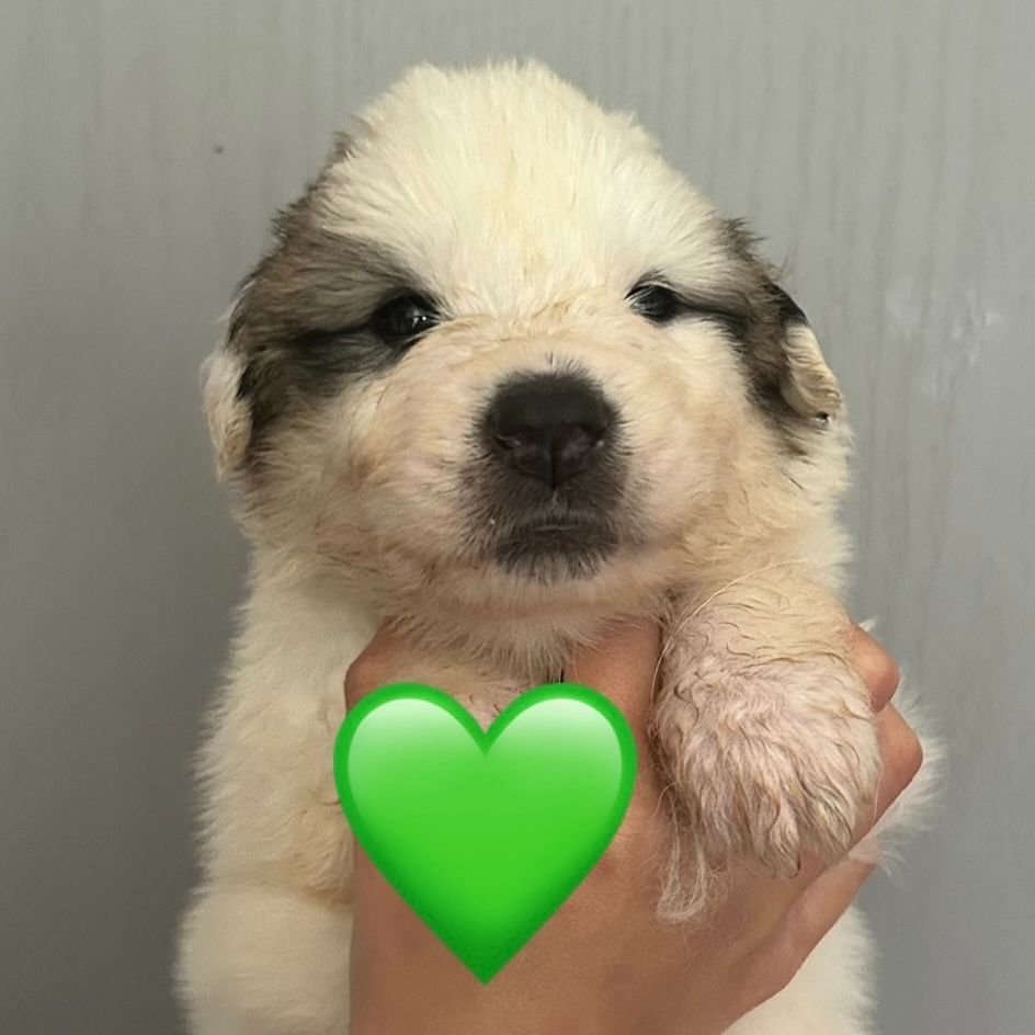 du Val de Pyrène - Chiots disponibles - Chien de Montagne des Pyrenees