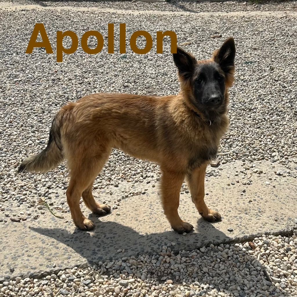du Val de Pyrène - Chiots disponibles - Berger Belge