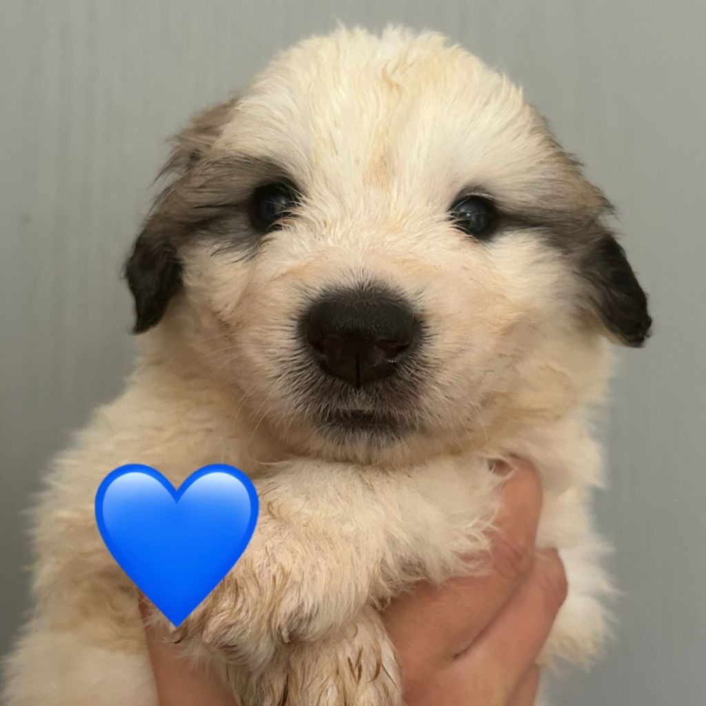 du Val de Pyrène - Chiots disponibles - Chien de Montagne des Pyrenees