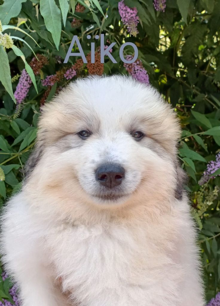 du Val de Pyrène - Chiots disponibles - Chien de Montagne des Pyrenees