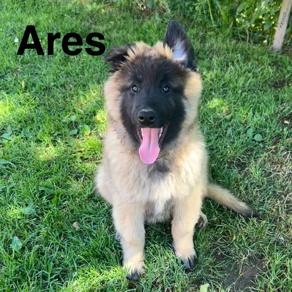 du Val de Pyrène - Chiots disponibles - Berger Belge