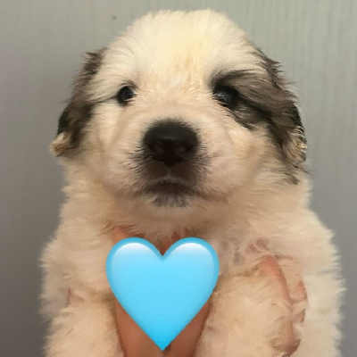CHIOT