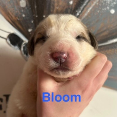 BLOOM
