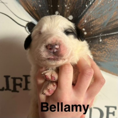 BELLAMY