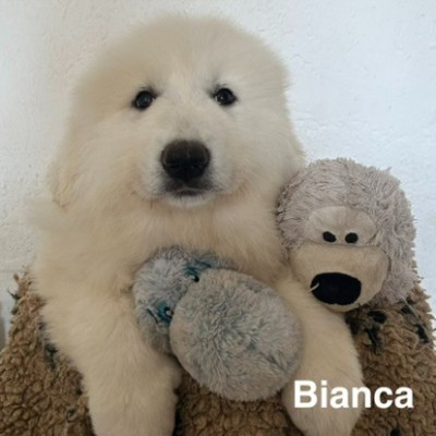 BIANCA