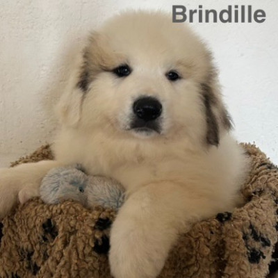 Brindille
