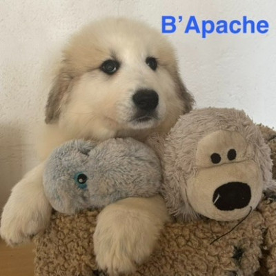 B'apache