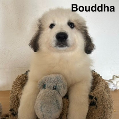 Bouddha