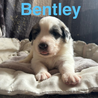 BENTLEY