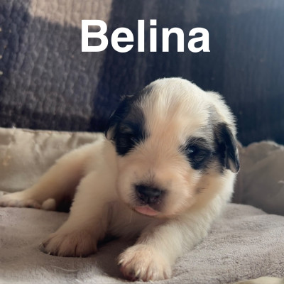 BELINA