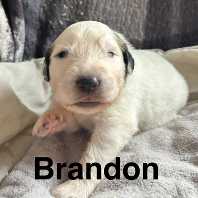BRANDON