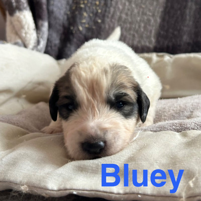 BLUEY