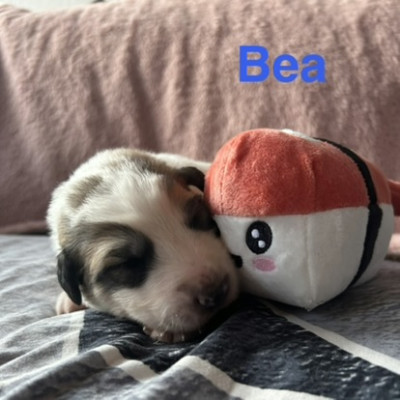 BEA