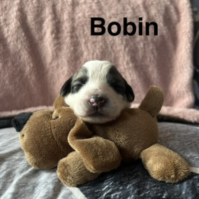 BOBIN