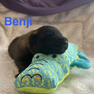BENJI