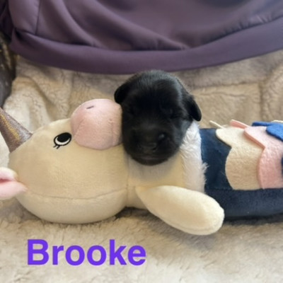 BROOKE