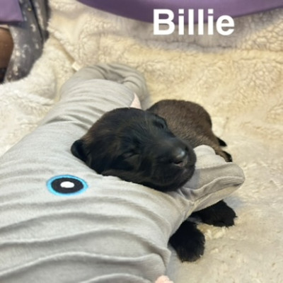 BILLIE