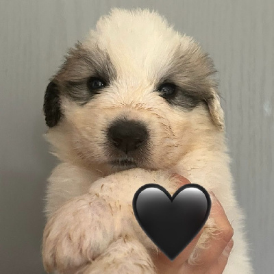 CHIOT