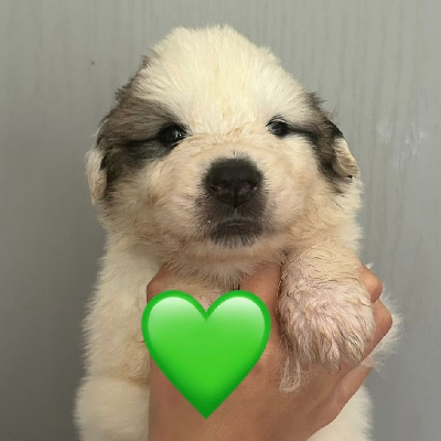 CHIOT