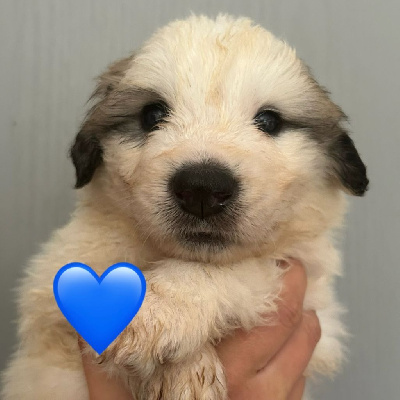 CHIOT