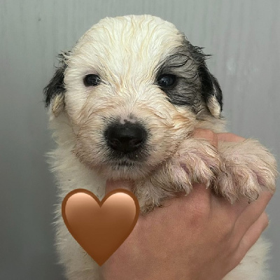 CHIOT