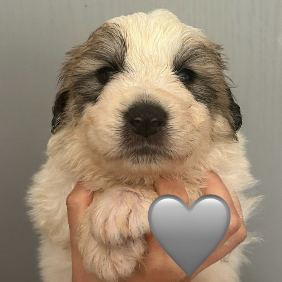 du Val de Pyrène - Chiots disponibles - Chien de Montagne des Pyrenees