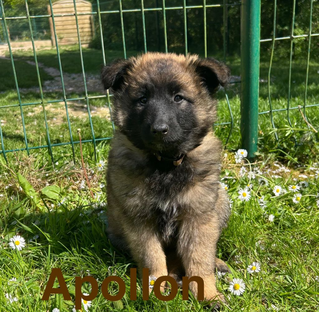 du Val de Pyrène - Chiots disponibles - Berger Belge