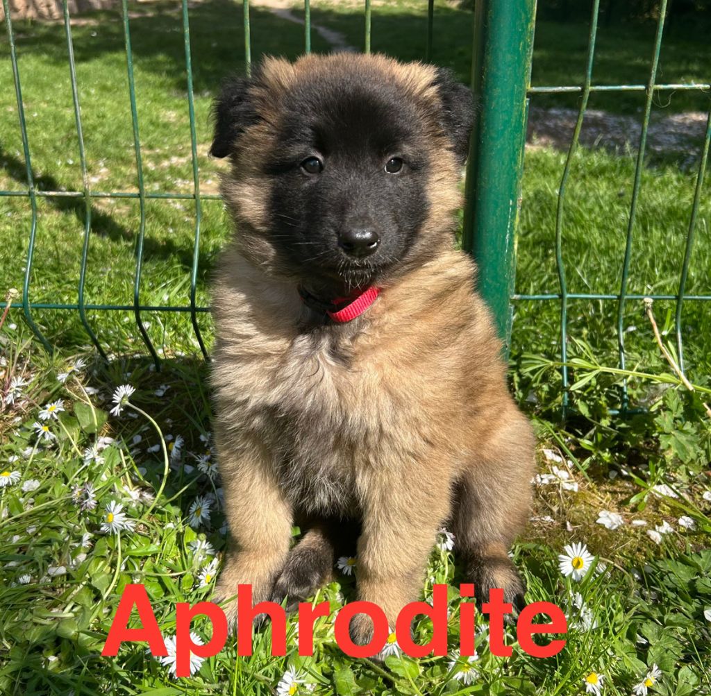 du Val de Pyrène - Chiots disponibles - Berger Belge