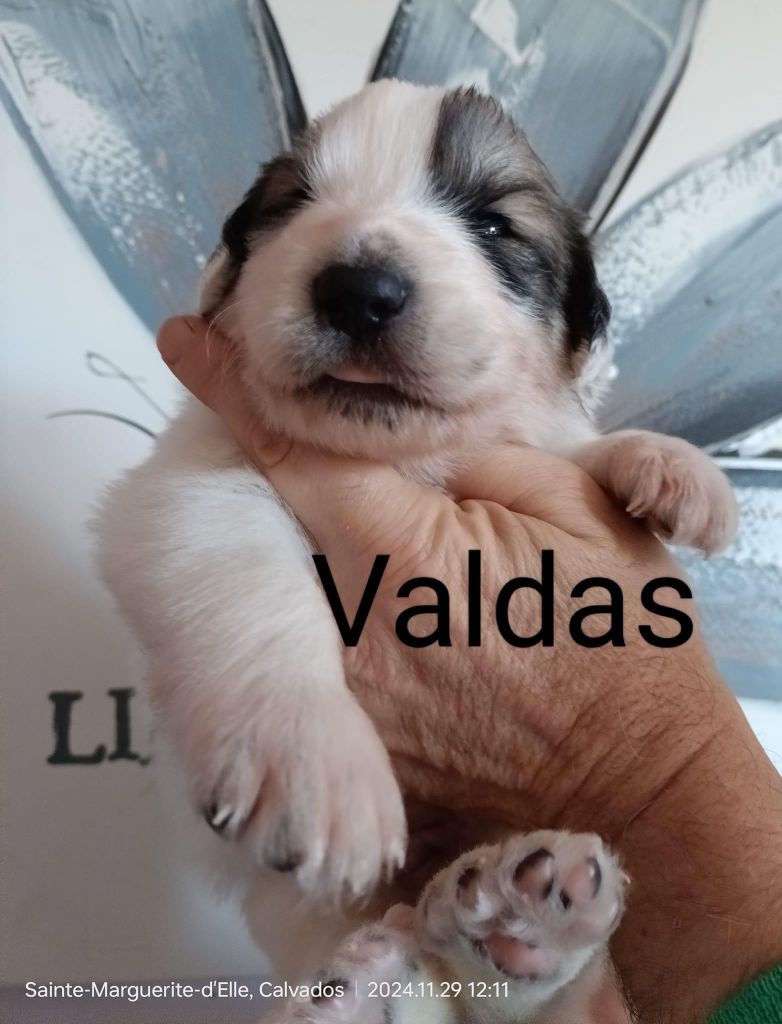 du Val de Pyrène - Chiots disponibles - Chien de Montagne des Pyrenees