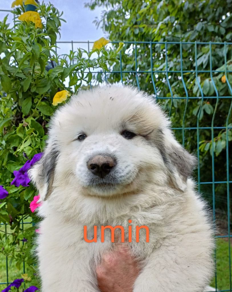 du Val de Pyrène - Chien de Montagne des Pyrenees - Portée née le 29/05/2023