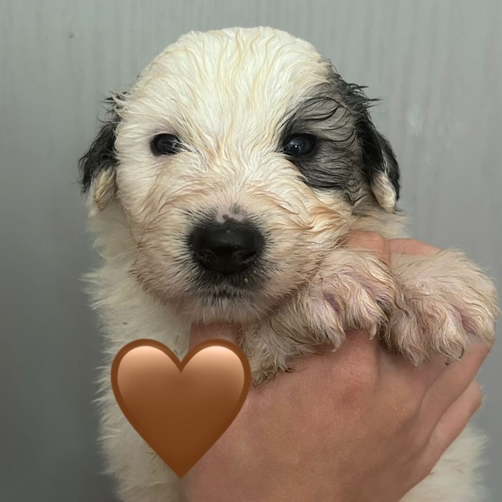 du Val de Pyrène - Chiots disponibles - Chien de Montagne des Pyrenees