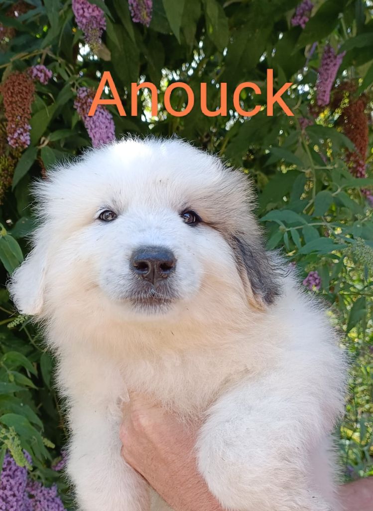 du Val de Pyrène - Chiots disponibles - Chien de Montagne des Pyrenees
