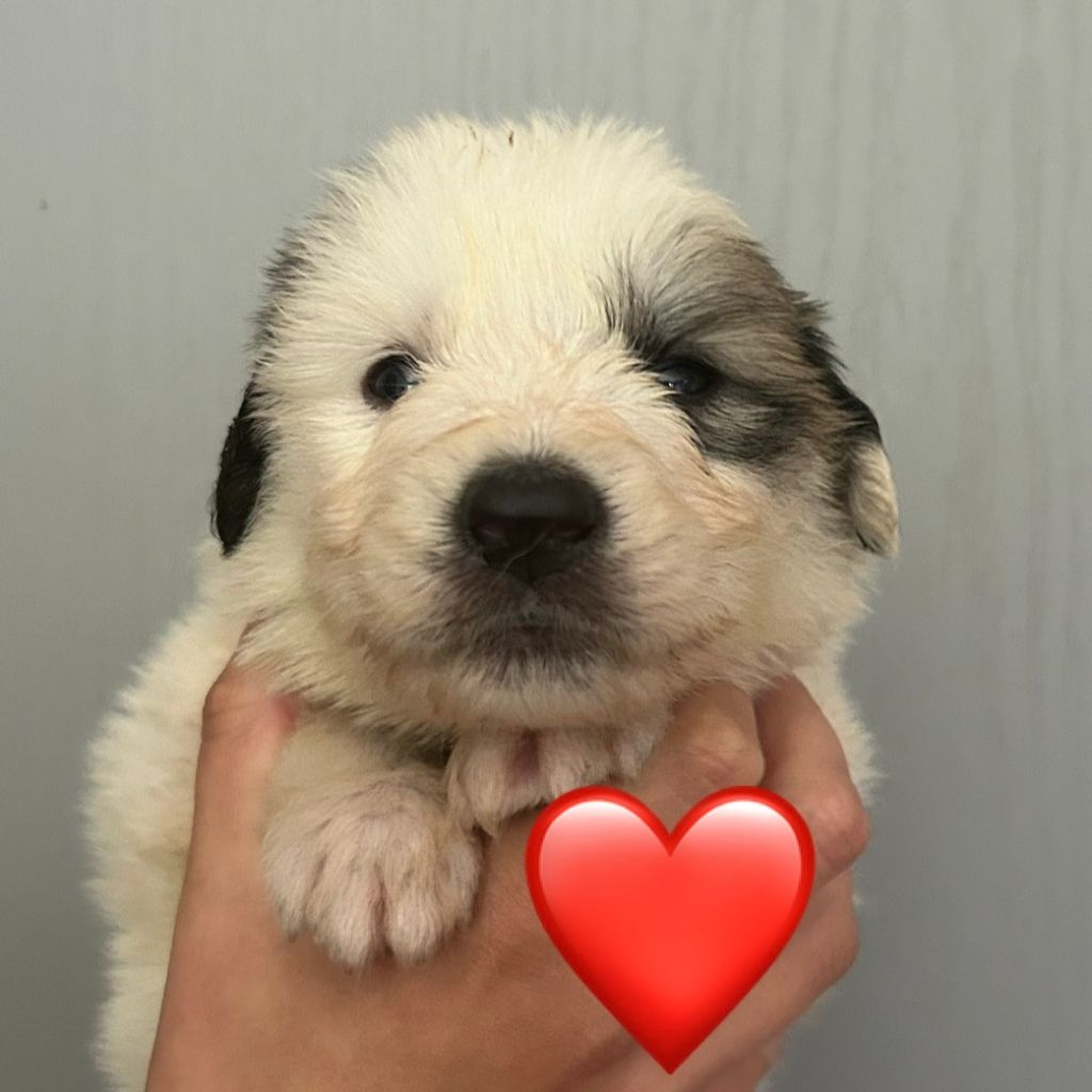 du Val de Pyrène - Chiots disponibles - Chien de Montagne des Pyrenees